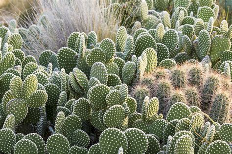 cactus plants  grow   garden