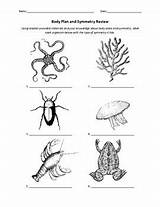 Worksheets Animals Biology Worksheet Coloring Science Arthropod Review Beverly Tpt Classroom Questions Subject sketch template
