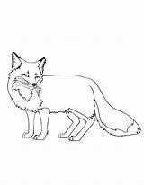 Coloring Fox Clipart Pages Kids Library sketch template