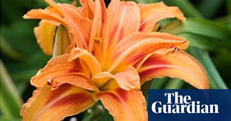 alys fowler day lilies gardening advice the guardian