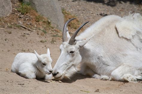 girl  mountain goat kid hits  trail