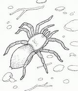 Spinnen Deserto Kleurplaten Animali Tarantula Spinne Insetos Spiders Ausmalen Educar Coloringbay Erstellen sketch template