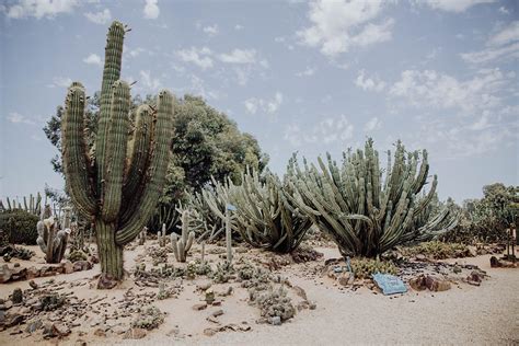 garden cactuscountry