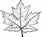 Maple Leaf Coloring 45kb 600px sketch template