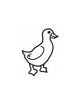 Ente Entchen Junges Ausmalbild Enten Ausdrucken sketch template