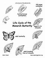Butterfly Cycle Life Coloring Monarch Cycles Project Choose Board Pages Indulgy sketch template