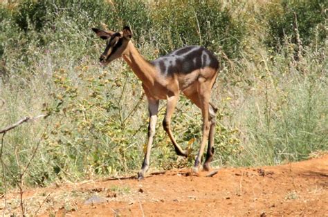 saddleback impala saalrug rooibokke swartrug rooibokke wildlife south africa classifieds