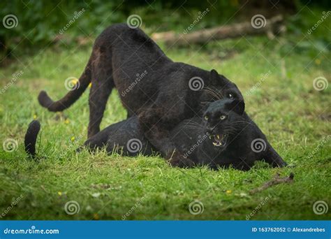 black panther playing   jungle stock photo image  face