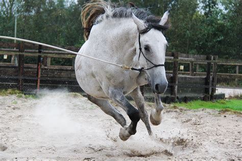 paardensport gevaarlijk  tips paard centraal