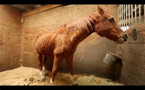video neglected horses cared   rescue center