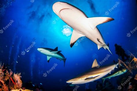 enorme witte haaien  blauwe oceaan zwemmen onder water haaien  het wild zeeleven onder