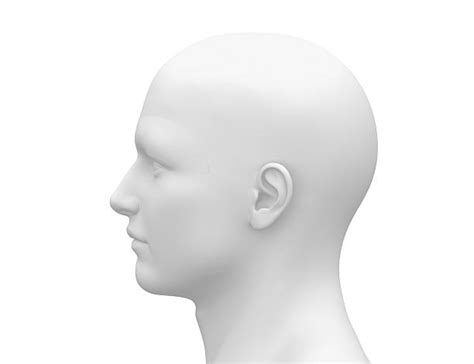 mannequin head white stock  pictures royalty