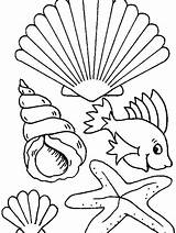 Conchas Shell Ausdrucken Seashells Desenhos Colorir Muscheln Seashell Malvorlagen Shellfish Mollusks Animales Dibujo Marinos Muschel Clam Konzepte Pez Bodied Aquatic sketch template