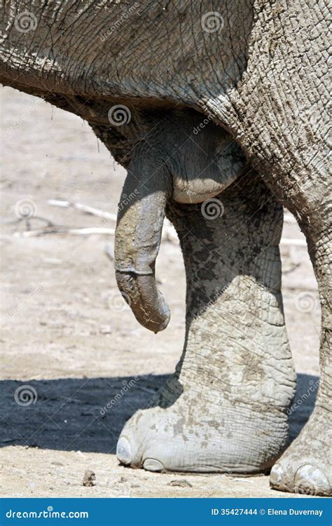 Männliche Elefantpenis Stockfoto Bild Von Grau Tier 35427444