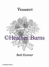 Vermont Clover sketch template