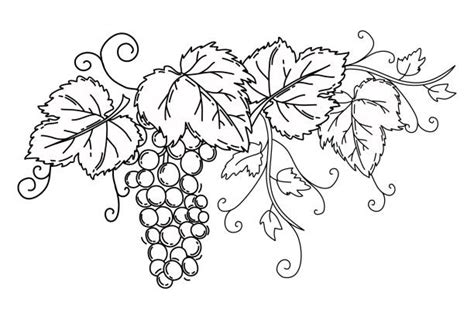 coloring page illustration  grape illustrations royalty  vector