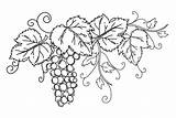 Grapes Grape Bunch Uvas Uva Preto Cacho Vite Isolado Contorno Folhas Emidio Muct1991 Source Foglie sketch template