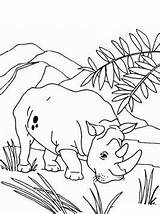 Neushoorn Nashorn Rhino Rhinoceros Kleurplaat Kleurplaten Persoonlijke sketch template