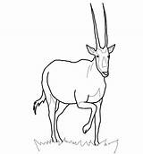 Gazelle Oryx Gemsbok Antilope sketch template