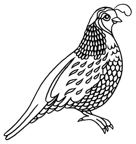 coloring page quail  svg file  cricut