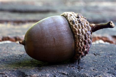 adventures  bushwhack jack  acorn