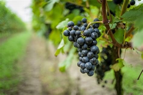 stock photo  grape grapes grapevine
