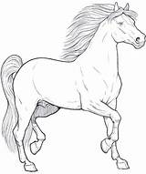 Cavallo Cavalli Disegni Colorare Cavalo Animais Horse Dei Cavalos Colora Disegnare Animali Bambini Coloringpagesforadult Erwachsene Schizzi Teenagers sketch template