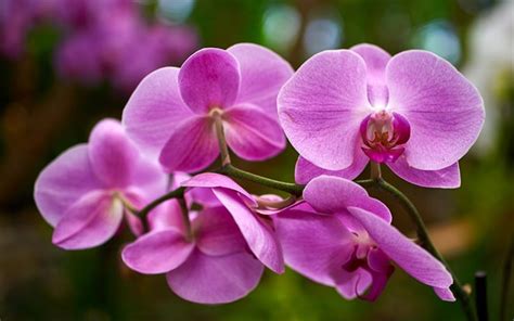 Download Wallpapers Beautiful Orchids Pink Orchid
