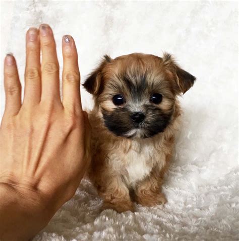 micro teacup morkie puppy  sale xx cobby  square bodied