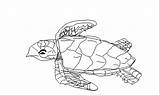 Coloring Hawksbill Turtle Sea Student Animals Projects Pages Image002 Gif Index sketch template