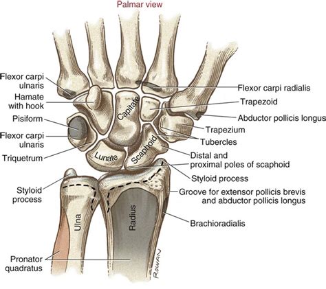 structure  function   wrist musculoskeletal key
