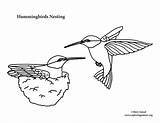 Coloring Hummingbirds Hummingbird Nesting Bird Pages Nest Nests Color Drawings Birds Nature Sponsors Wonderful Support Please sketch template
