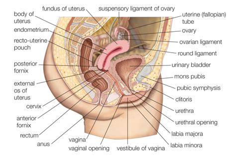 Male And Female Reproductive System Organs