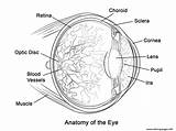 Eye Anatomy Coloring Pages Human Printable Diagram Worksheet Kids Physiology Book Drawing Doctor Biology Supercoloring Parts Print Brain Books Comments sketch template