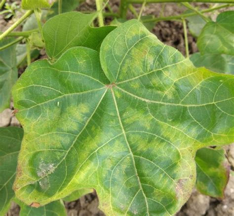 cotton leafhoppers  jassids