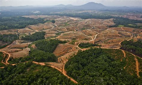 deforestation  kalimantan rainforest  pictures environment  guardian