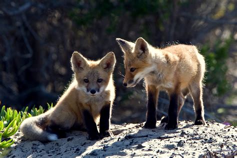 red fox cubs wildlife photography photo  fanpop