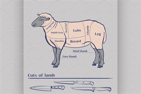 vector lamb cuts diagram illustrator graphics creative market