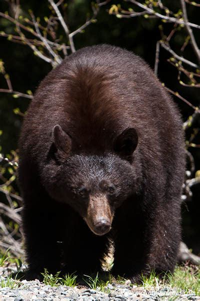 don geyer current  bears   bears