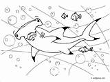 Requin Marteau Webjunior Dangereux sketch template
