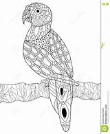 Parrot Perroquet Zentangle Papuga Ara Kolorowanki Kolorowanka Dorosłych Depositphotos Adultes sketch template