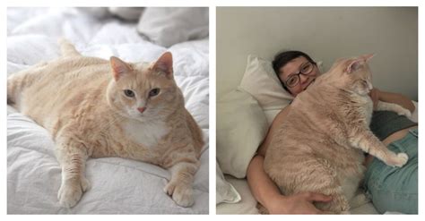 obese cat is adopted by perfect couple to help him lose weight the