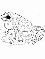 Frog Poison Dart Coloring Strawberry Pages Coqui Drawing Realistic Supercoloring Printable Frogs Sheets Adult sketch template
