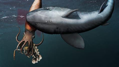 shark eating  squid eating  lobster   fossil