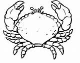 Crab Coloring Pages Printable Hermit Line Kids Drawing Print Clipart Popular Clipartmag Results sketch template