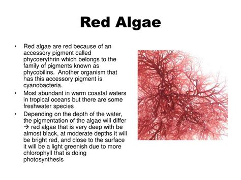 algae powerpoint    id