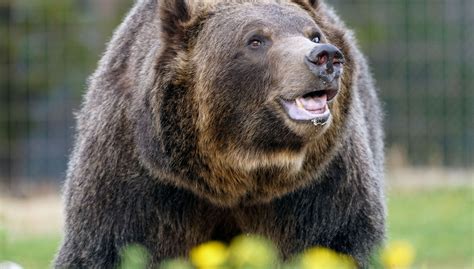 grizzly bear forum ellen downtown bozeman march