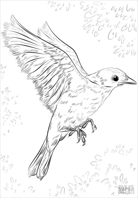 realistic cuckoo bird coloring page coloringbay