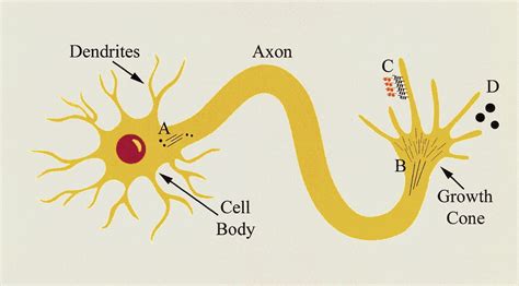 axon grow