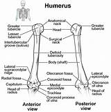 Humerus Limb Elbow Identify Structures Joints Ulna Radius Physiology Forearm Articulates Memorize sketch template